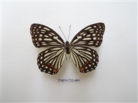 藏品(紅星脈蛺蝶)的圖片